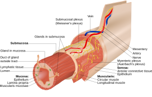 Layers of the GI tract