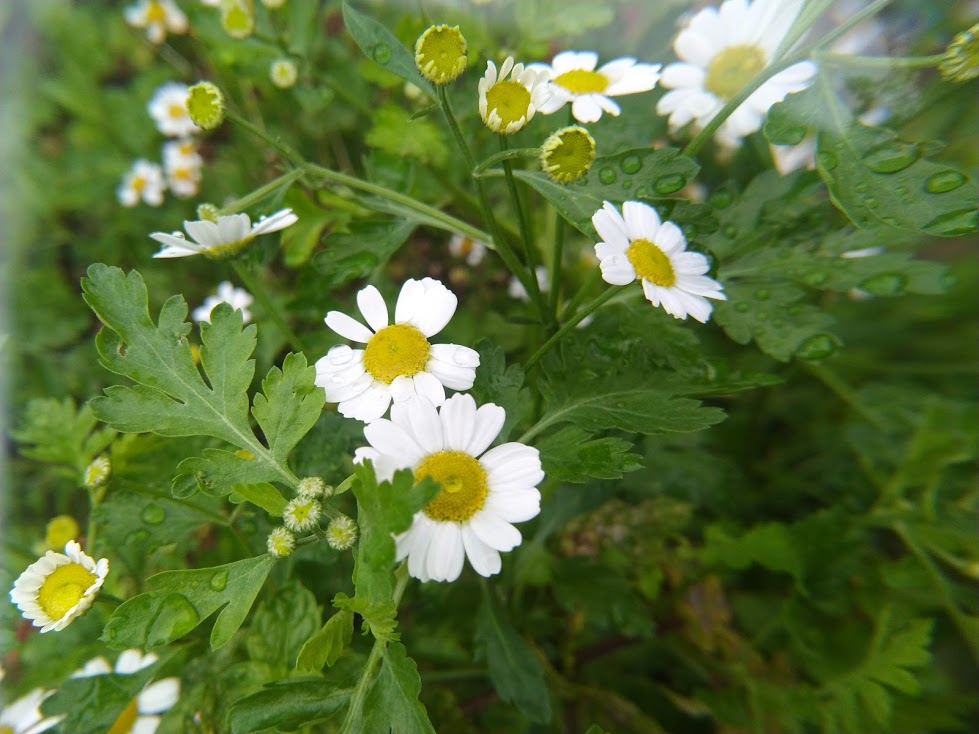 FEVERFEW