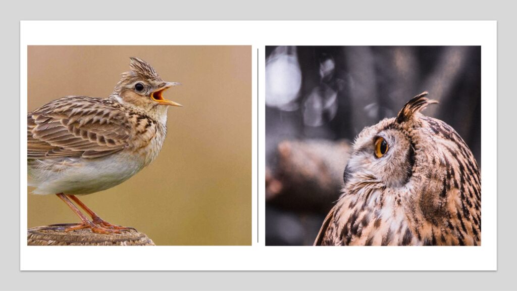 Sky lark and night owl