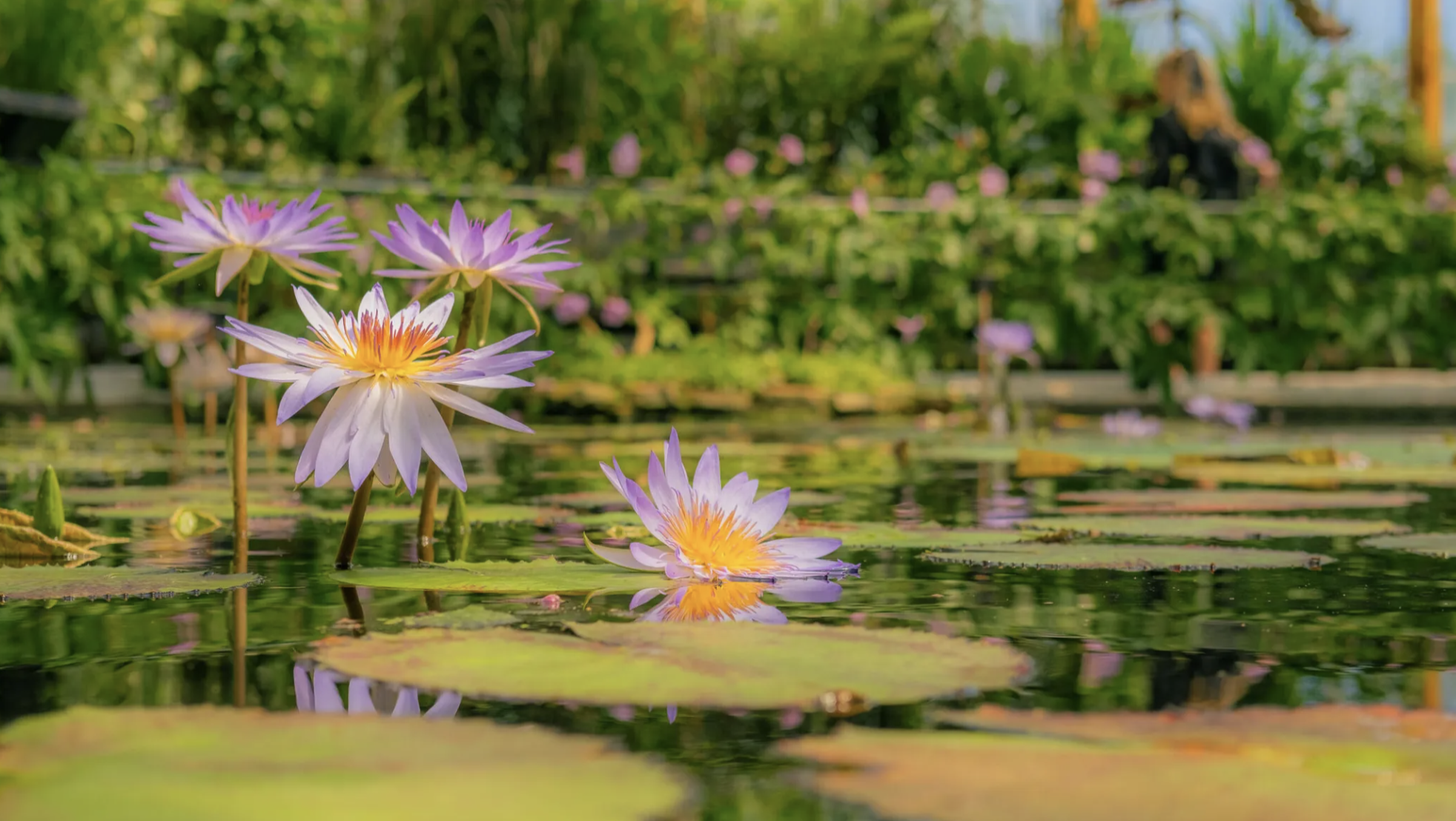 Waterlily Glasshouse