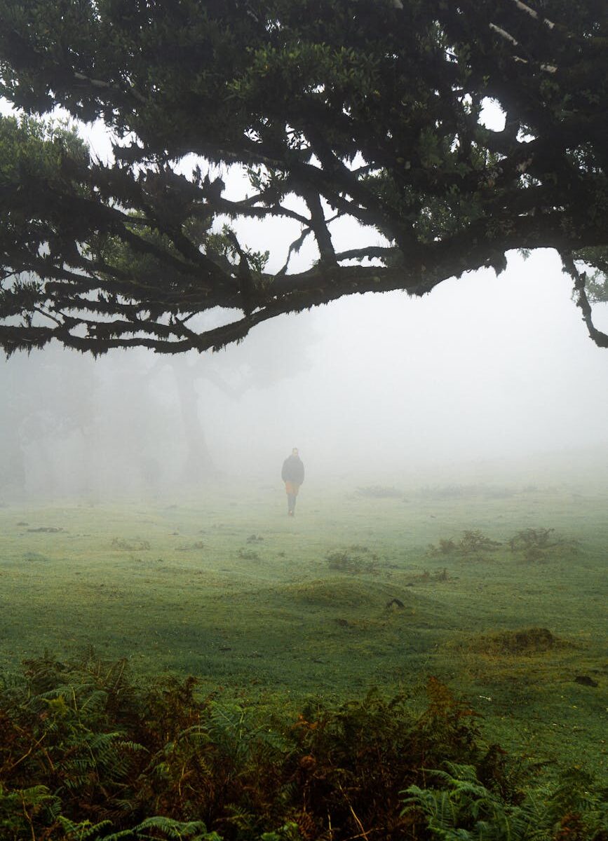 mysterious walk in the foggy forest of madeira