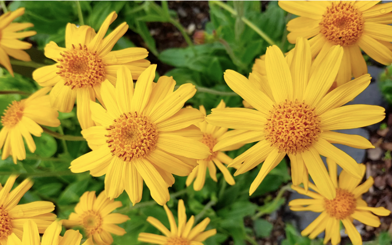 Arnica flower